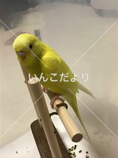 コメントの画像