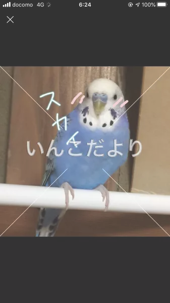 コメントの画像