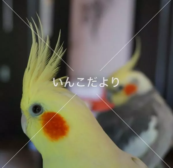 コメントの画像