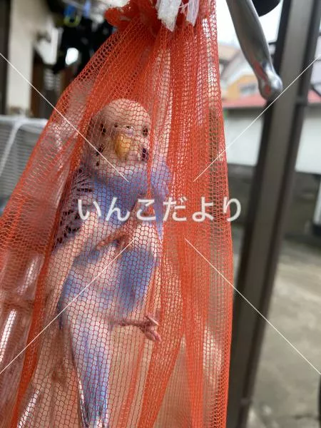 コメントの画像