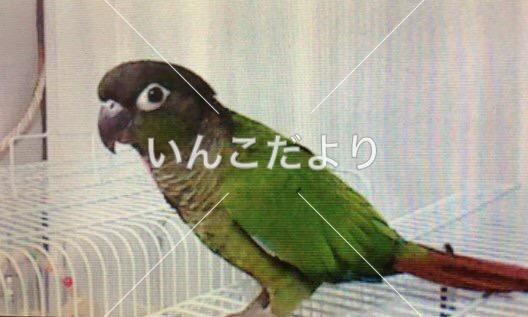 コメントの画像