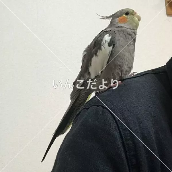 コメントの画像