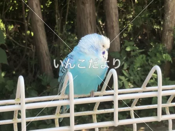 コメントの画像