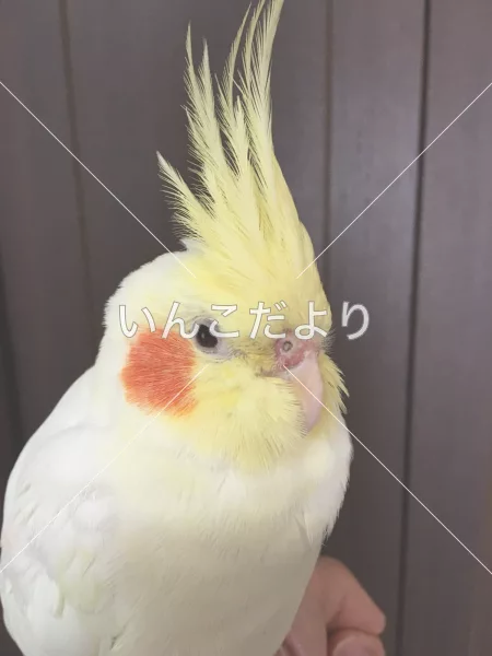 コメントの画像