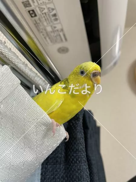 コメントの画像