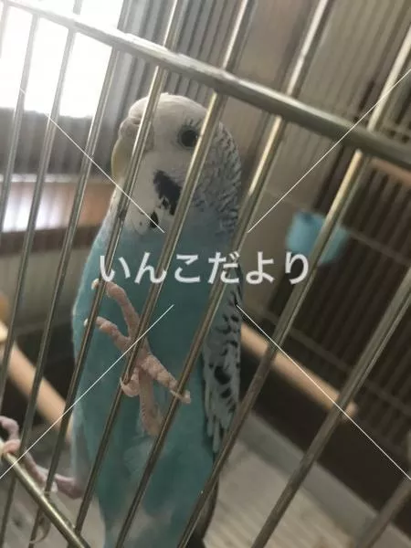 コメントの画像