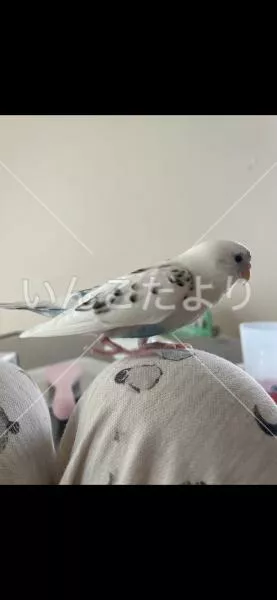 コメントの画像