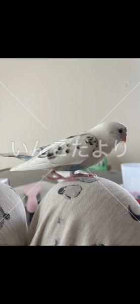 コメントの画像