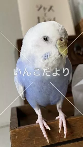 コメントの画像