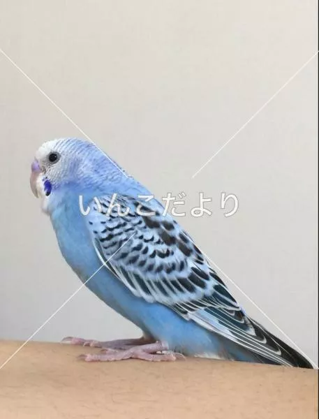 コメントの画像