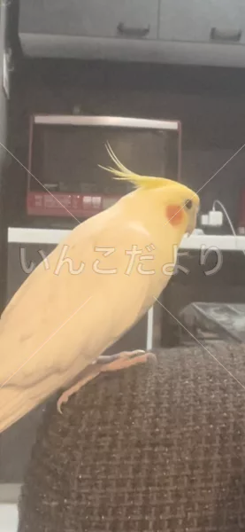 コメントの画像