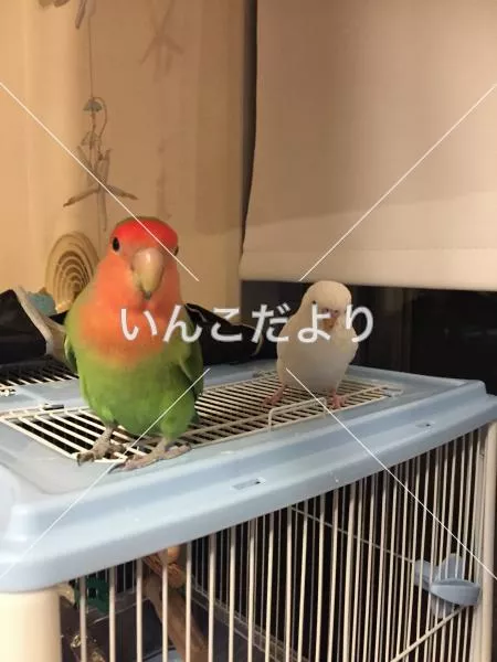 コメントの画像