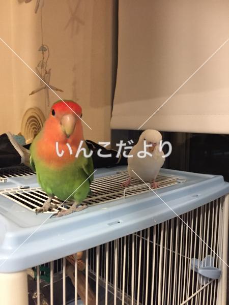 コメントの画像