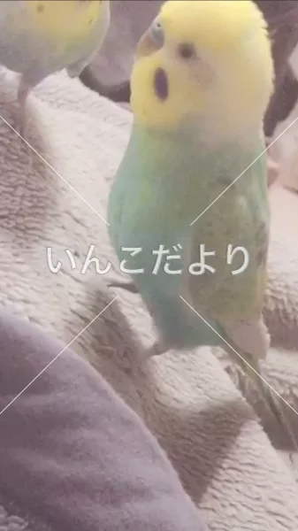 コメントの画像