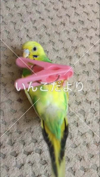 コメントの画像