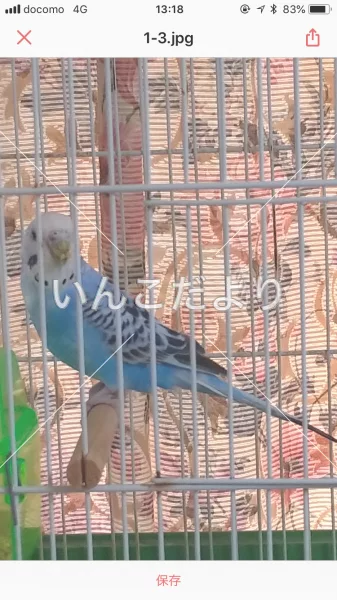 コメントの画像