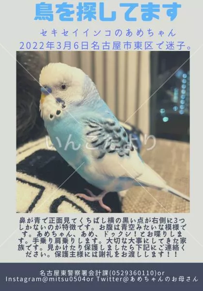 コメントの画像