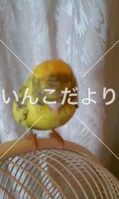 コメントの画像