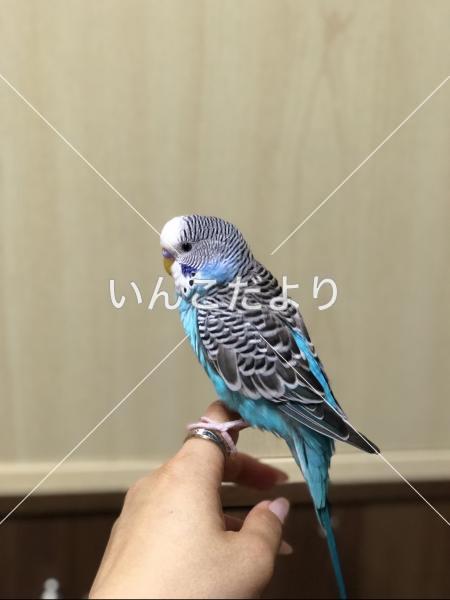 コメントの画像