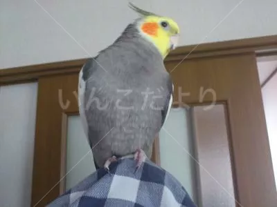 コメントの画像