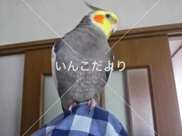 コメントの画像