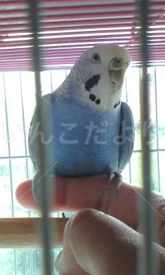 コメントの画像