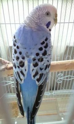 コメントの画像