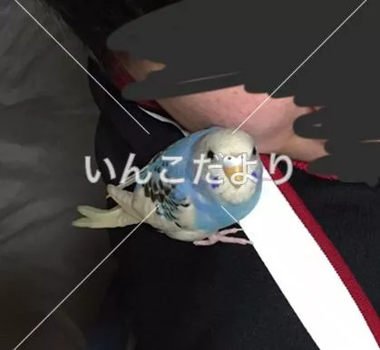 コメントの画像