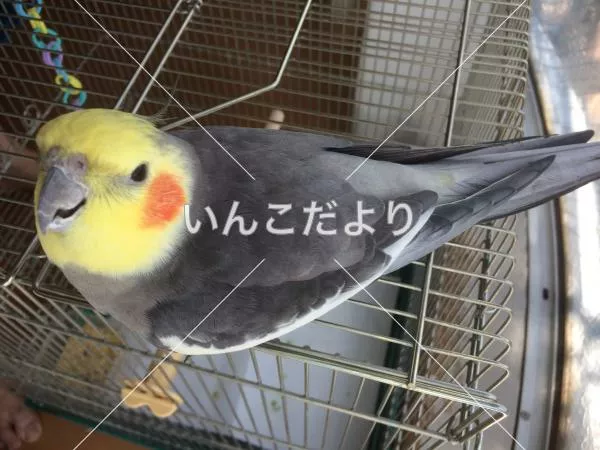 コメントの画像