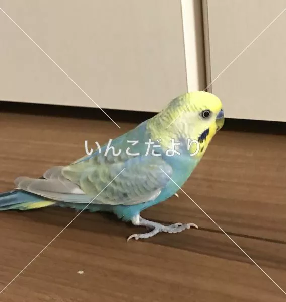 コメントの画像