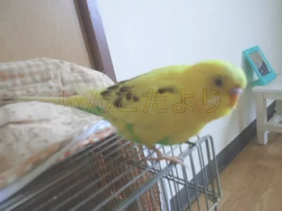 コメントの画像