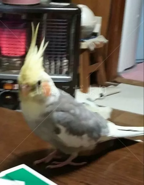 コメントの画像