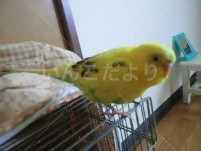 コメントの画像