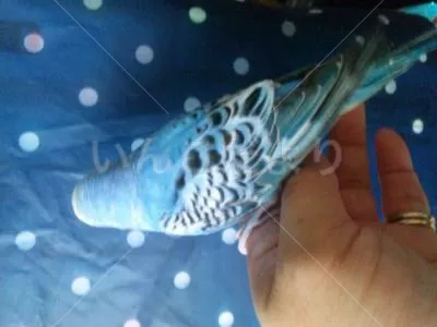 コメントの画像