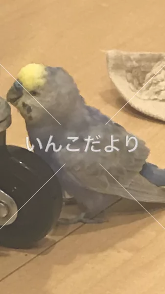 コメントの画像