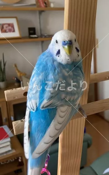 コメントの画像