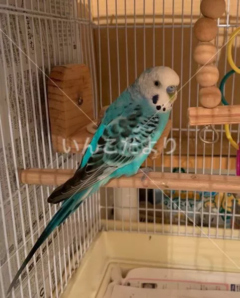 コメントの画像