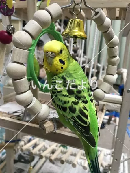 コメントの画像