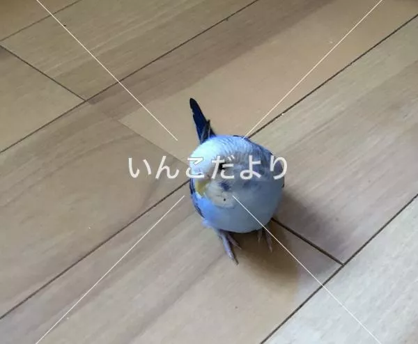 コメントの画像