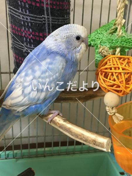 コメントの画像