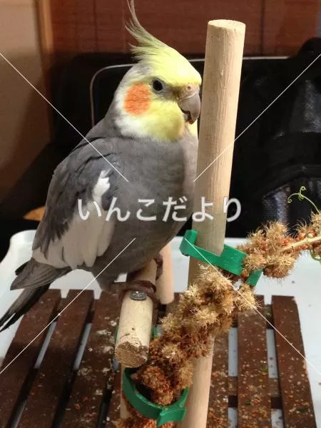 コメントの画像