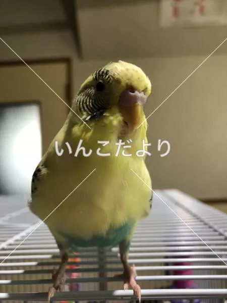 コメントの画像