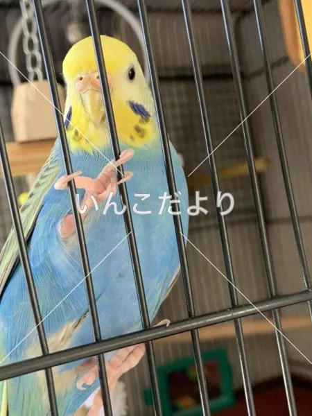 コメントの画像