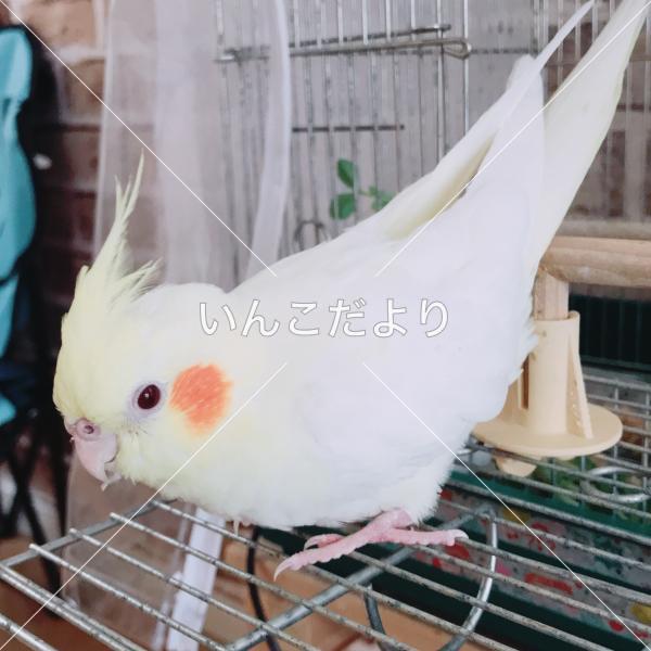 コメントの画像