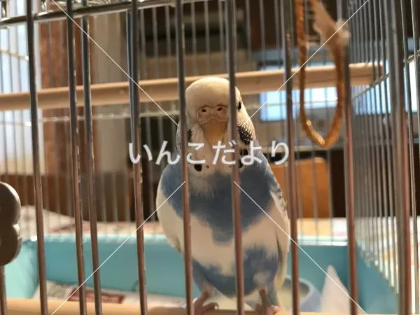 コメントの画像