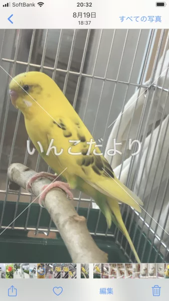 コメントの画像