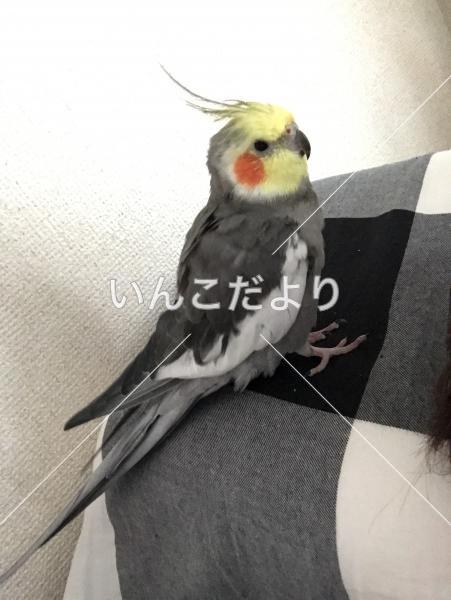 コメントの画像
