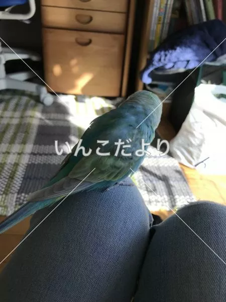 コメントの画像