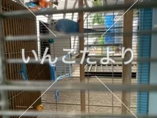 コメントの画像