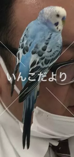 コメントの画像